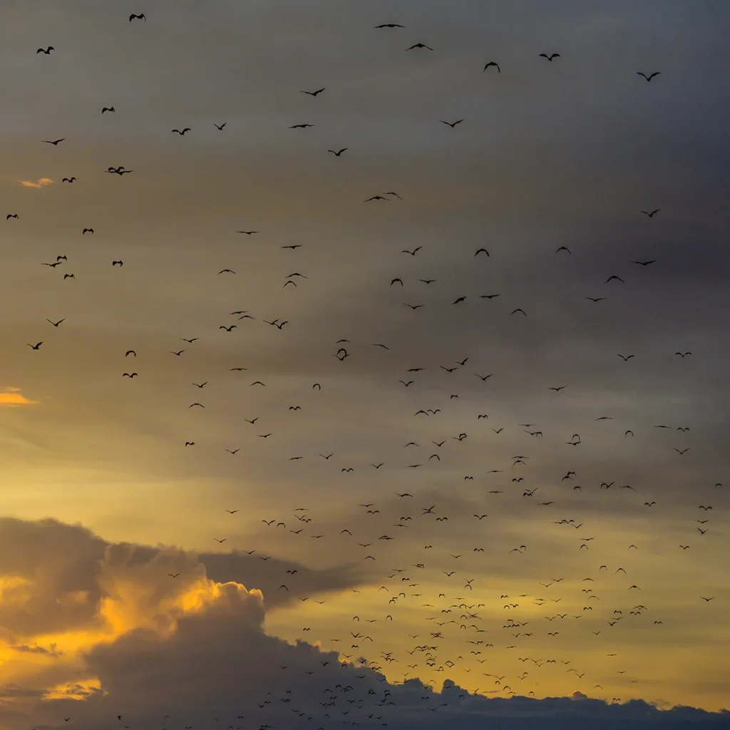 What Is the Kalong Island Bat Sunset, and Which Boats Stop There?
