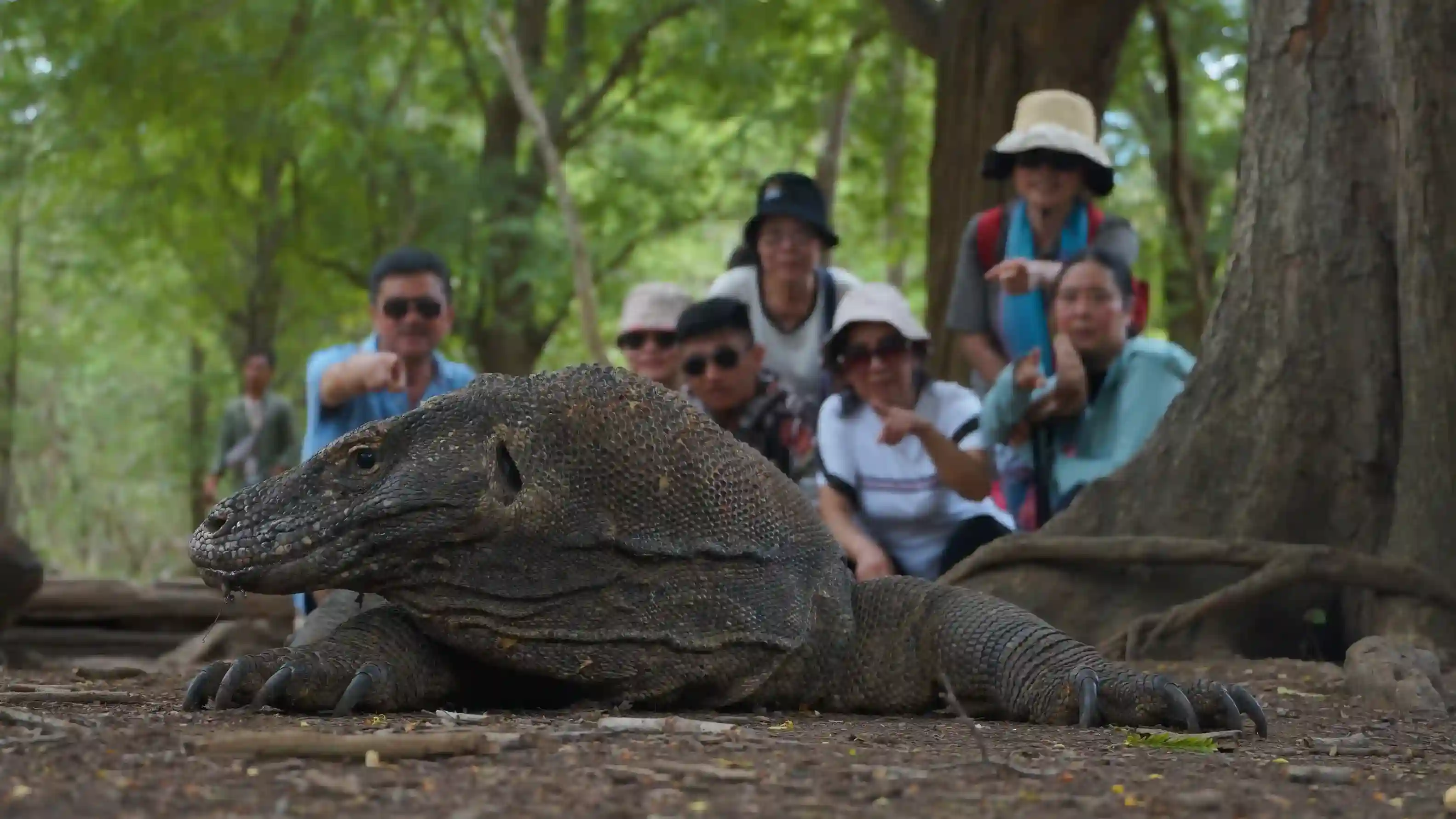 Rinca Island Destination | Natural Phinisi Komodo