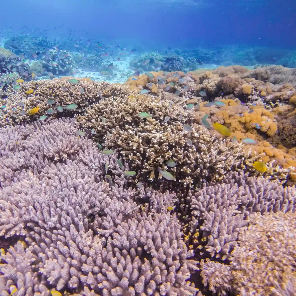 Sustainable Yacht Travel: Luxury Adventures with Natural Phinisi Komodo