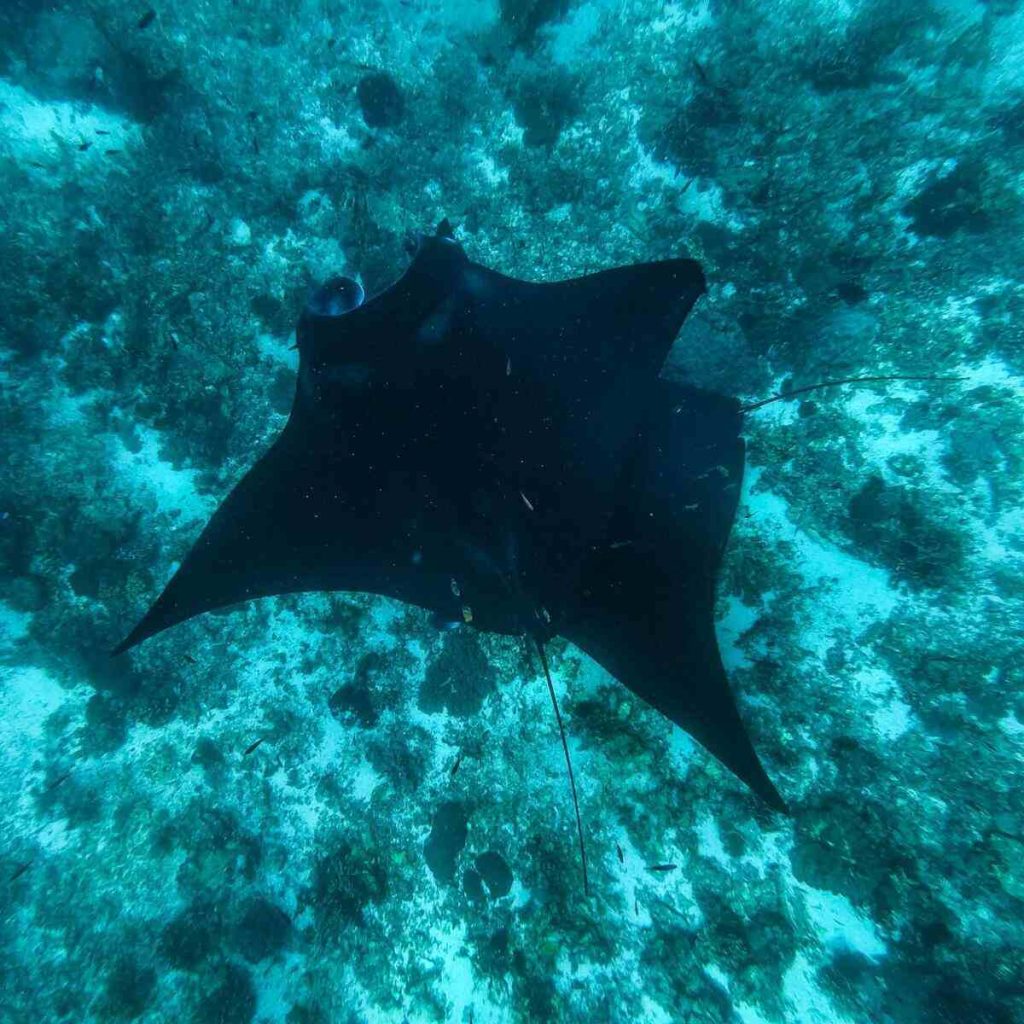 Phinisi vs Motor Yacht: A Comparative Guide for Raja Ampat Expeditions