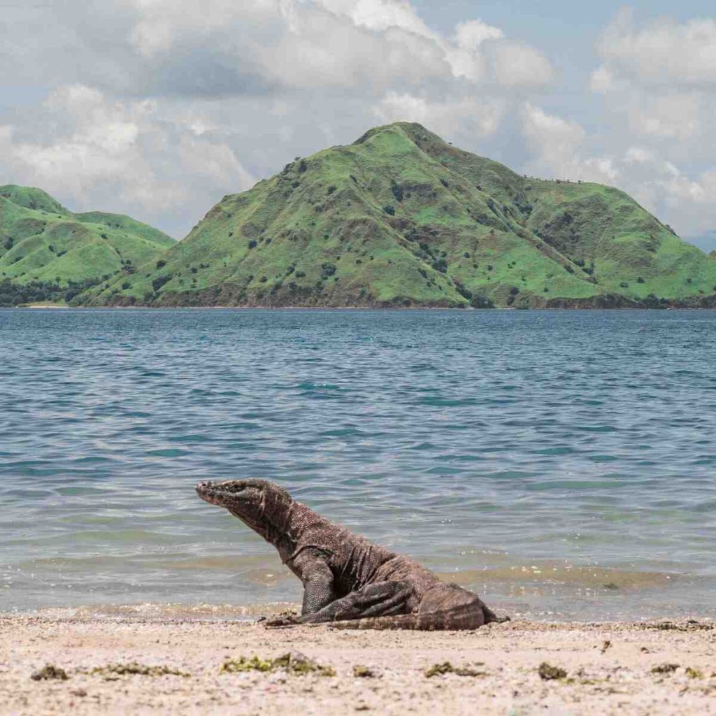 Komodo Sailing Trip 3 Days 2 Nights Aboard Natural Phinisi Komodo: The Complete Itinerary